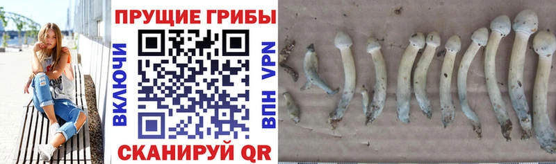 продажа наркотиков  Михайловка  Галлюциногенные грибы MAGIC MUSHROOMS 